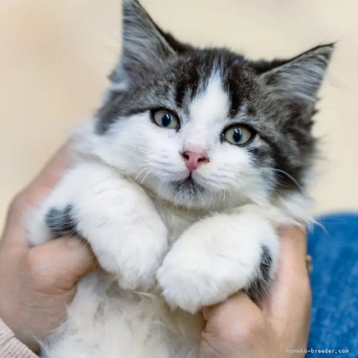 ID：2310-01404の子猫