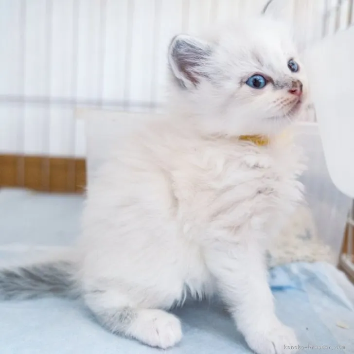 ID：2309-00220の子猫