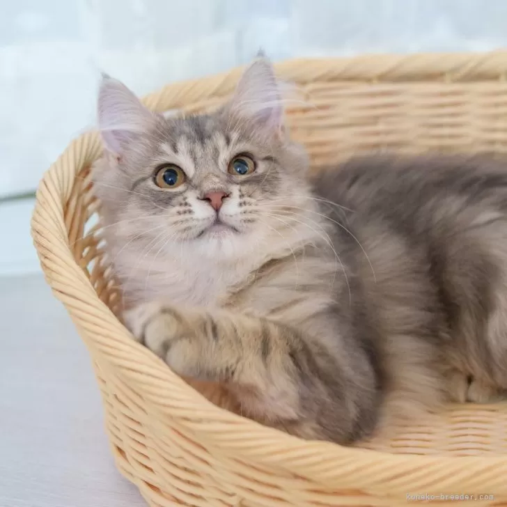 ID：2407-01413の子猫