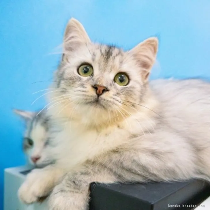 ID：2308-02385の子猫