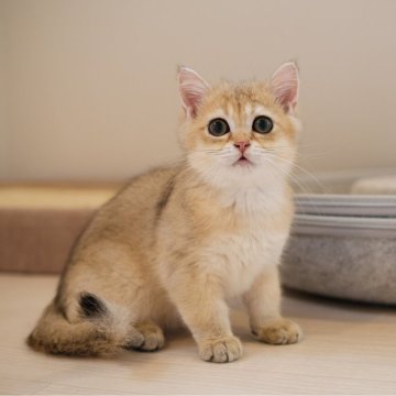 ブリティッシュショートヘア【大阪府・男の子・2024年2月14日・ゴールデン（ふわふわ）】の写真「可愛いお顔だち」