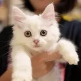 サイベリアン【大阪府・男の子・2024年8月16日・ホワイト】の写真1