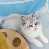 ラグドール・サイベリアン【大阪府・男の子・2023年3月31日・ブルーポイントバイカラー】の写真2