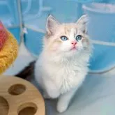 ラグドール・サイベリアン【大阪府・男の子・2023年3月31日・ブルーポイントバイカラー】の写真3