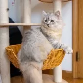 サイベリアン【大阪府・男の子・2025年6月1日・シルバーシェーデット】の写真10