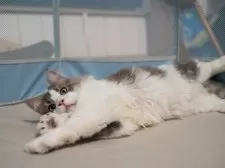 サイベリアン【大阪府・男の子・2025年5月23日・ブルー&ホワイト】の写真5