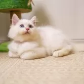 サイベリアン【大阪府・男の子・2025年5月20日・レッドリンクスポイント】の写真10