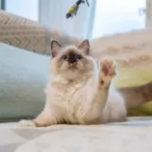 サイベリアン【大阪府・女の子・2025年6月13日・シールポイント】の写真10