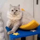 サイベリアン【大阪府・男の子・2025年6月1日・シルバータビー&ホワイト】の写真10