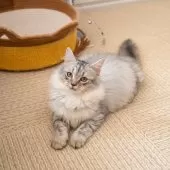 サイベリアン【大阪府・女の子・2025年6月21日・シルバータビー】の写真10