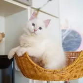 サイベリアン【大阪府・男の子・2025年5月20日・レッドリンクスポイント】の写真2