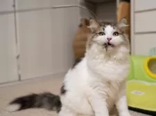 サイベリアン【大阪府・男の子・2025年5月23日・ブラウン&ホワイト】の写真10