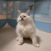 サイベリアン【大阪府・女の子・2025年9月30日・ブルーリンクスポイント(ネヴァマスカレード)】の写真10