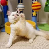 サイベリアン【大阪府・男の子・2025年5月20日・レッドリンクスポイント】の写真11
