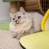 サイベリアン【大阪府・男の子・2025年6月1日・シルバータビー&ホワイト】の写真11