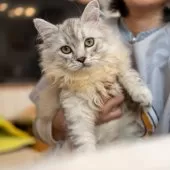 サイベリアン【大阪府・男の子・2025年6月1日・シルバータビー&ホワイト】の写真10