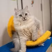 サイベリアン【大阪府・男の子・2025年6月1日・シルバータビー&ホワイト】の写真12