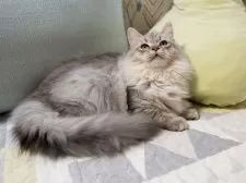 サイベリアン【大阪府・女の子・2025年6月21日・シルバータビー】の写真12