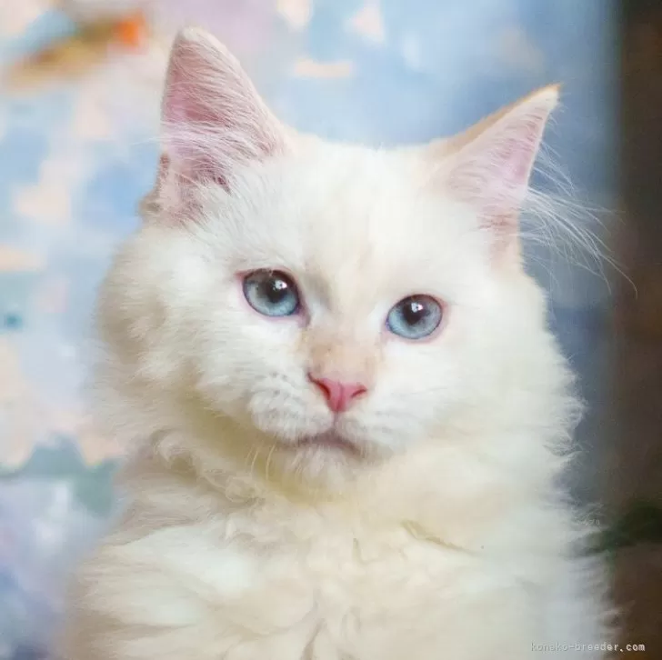 サイベリアン【大阪府・男の子・2025年5月20日・レッドリンクスポイント】の写真1