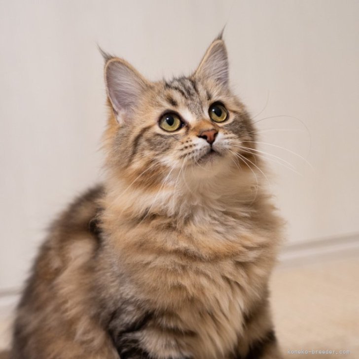 ブリーダー画像