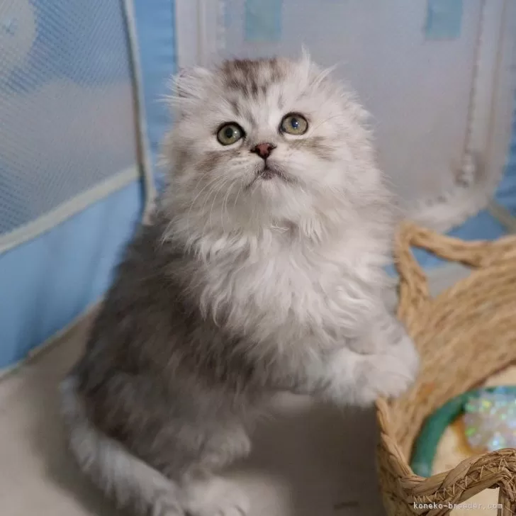 サイベリアンの子猫 シルバー&ホワイト（トリプルコート） 男の子・個体番号2604-02934