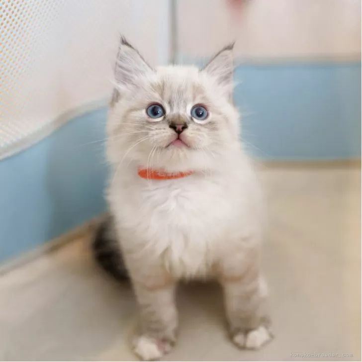 Heromom 様のお迎えした子猫
