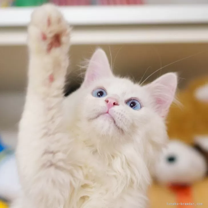 ID：2506-01741の子猫