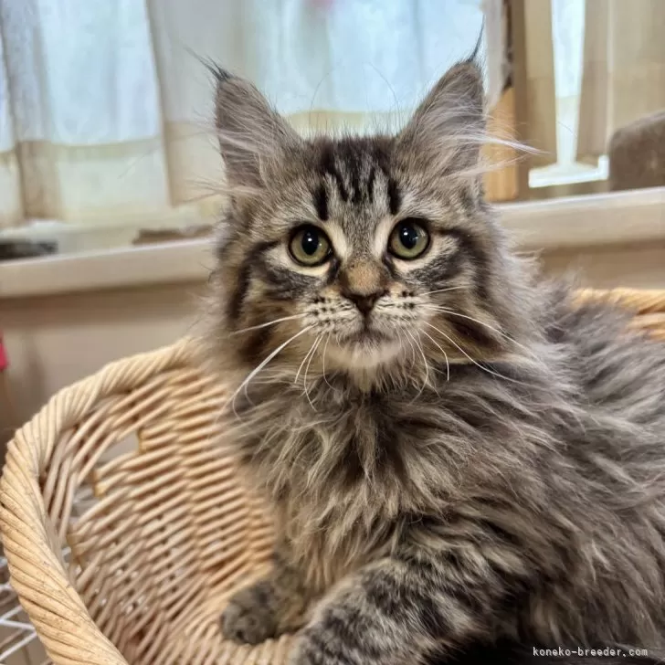 ID：2503-00096の子猫