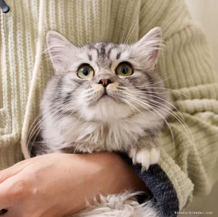 ID：2504-02454の子猫