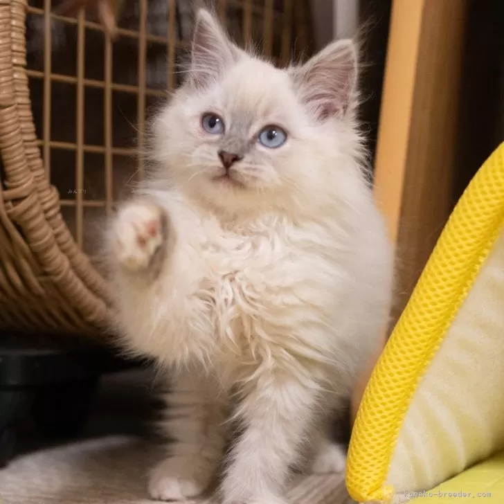 サイベリアン【大阪府・女の子・2025年9月30日・ブルーリンクスポイント(ネヴァマスカレード)】の写真1