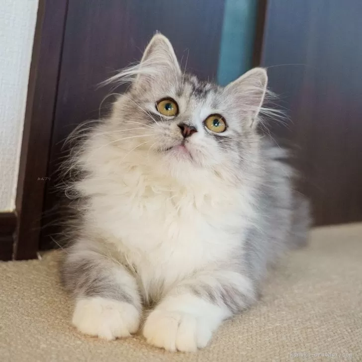 サイベリアン【大阪府・女の子・2025年7月30日・ブラウンタビー】の写真1