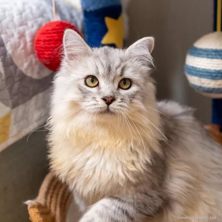 サイベリアン【大阪府・男の子・2025年6月1日・シルバータビー&amp;ホワイト】の写真1