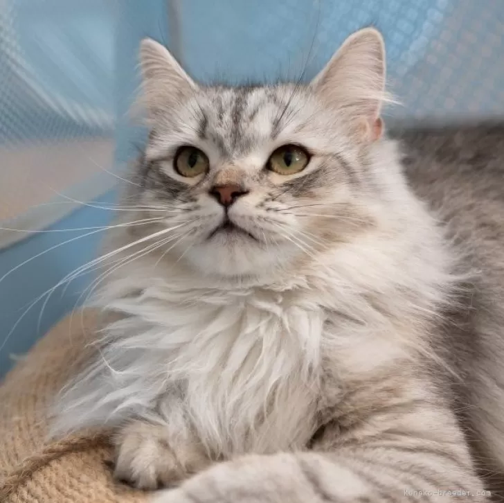 S.Ｉ 様のお迎えした子猫