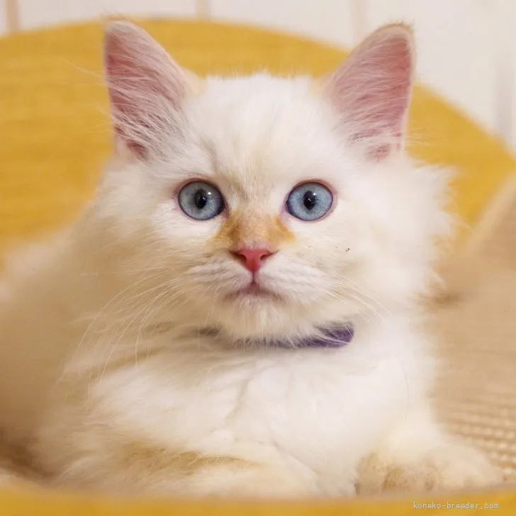 サイベリアンの子猫 レッドリンクスポイント（トリプルコート） 男の子・個体番号2606-01235