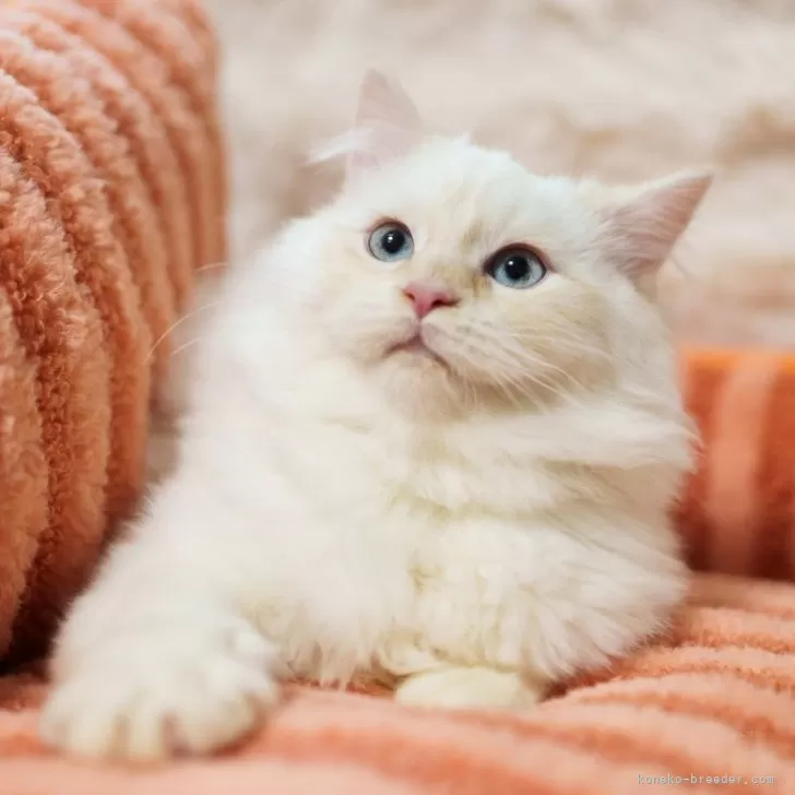 ID：2412-02485の子猫