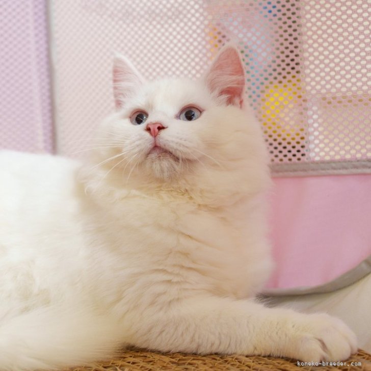 L L Lサイズ 白猫ちゃん 猫 ふわふわ 置物 受注商品 羊毛