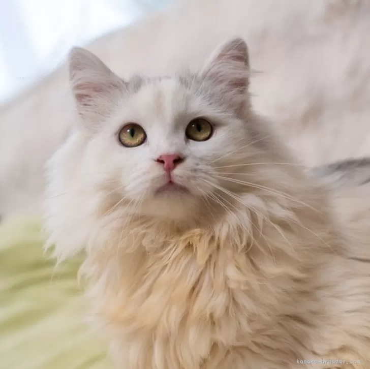 サイベリアン【大阪府・男の子・2025年6月1日・シルバー&amp;ホワイト】の写真1