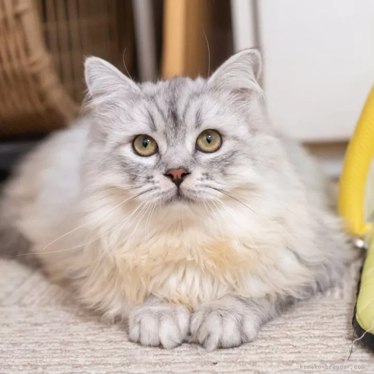 サイベリアン【大阪府・男の子・2025年6月1日・シルバーシェーデット】の写真1