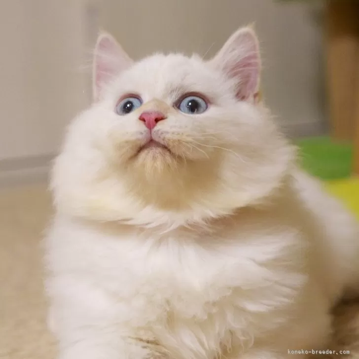 サイベリアン【大阪府・男の子・2025年5月20日・レッドリンクスポイント】の写真1「めっちゃ丸い顔」