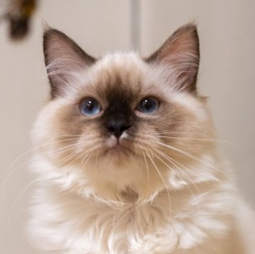 サイベリアン【大阪府・女の子・2025年6月13日・シールポイント（トリプルコート）】の写真「宝石のようなブルーアイ」