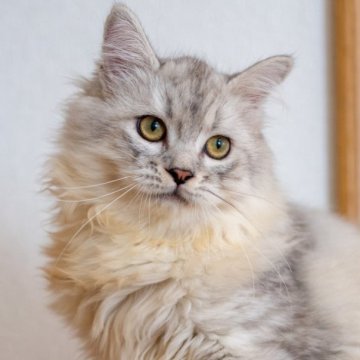 サイベリアン【大阪府・男の子・2025年6月1日・シルバータビー&ホワイト】の写真「元気一杯可愛いです」