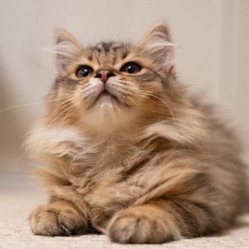 サイベリアン【大阪府・女の子・2025年6月21日・ブラウンタビー(トリプルコート)】の写真「ぬいぐるみ見たい可愛い子」