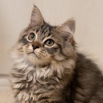 サイベリアン【大阪府・女の子・2025年7月28日・ブラウンタビー（トリプルコート）】の写真「人馴れの可愛い仔猫」