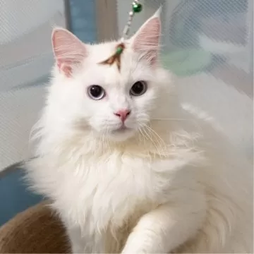 正規品♡ベビモコCAT上下セット♡オフホワイト サイベリアン
