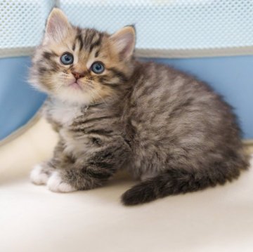 サイベリアン【大阪府・男の子・2025年10月21日・シルバータビー（トリプルコート）】の写真「ふわふわ可愛い」