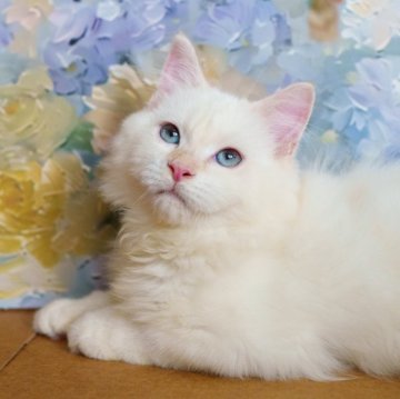 サイベリアン【大阪府・男の子・2025年5月20日・レッドリンクスポイント（トリプルコート）】の写真「貴族のような美貌と抱き心地」