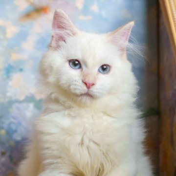 サイベリアン【大阪府・男の子・2025年5月20日・レッドリンクスポイント（トリプルコート）】の写真「貴族のような美貌と抱き心地」