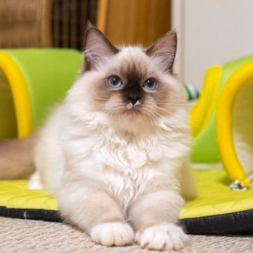 サイベリアン【大阪府・女の子・2025年6月13日・シールポイント(トリプルコート)】の写真「宝石のようなブルーアイ」