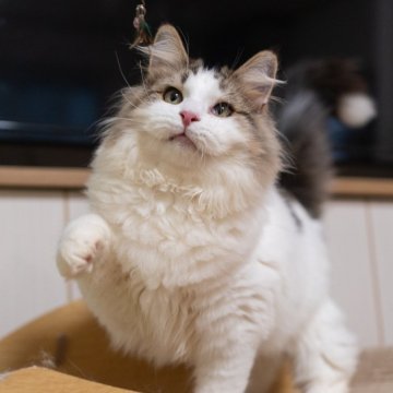 サイベリアン【大阪府・男の子・2025年5月23日・ブラウン&ホワイト】の写真「元気一杯すごく人慣れの甘えんぼ❤️」