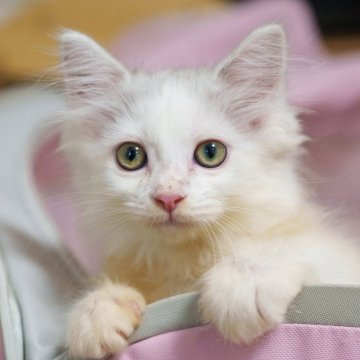 サイベリアン【大阪府・男の子・2025年6月1日・シルバー&ホワイト（トリプルコート）】の写真「可愛いお顔だちで性格の良い子」